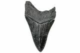 Serrated, Fossil Megalodon Tooth - South Carolina #306281-1